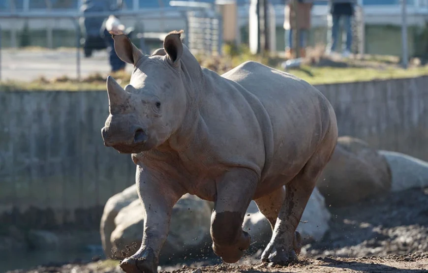 Copenhagen ZOO