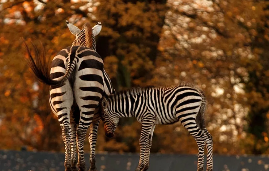 Copenhagen ZOO