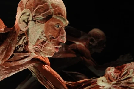 KÖRPERWELTEN – BODY WORLDS Berlin