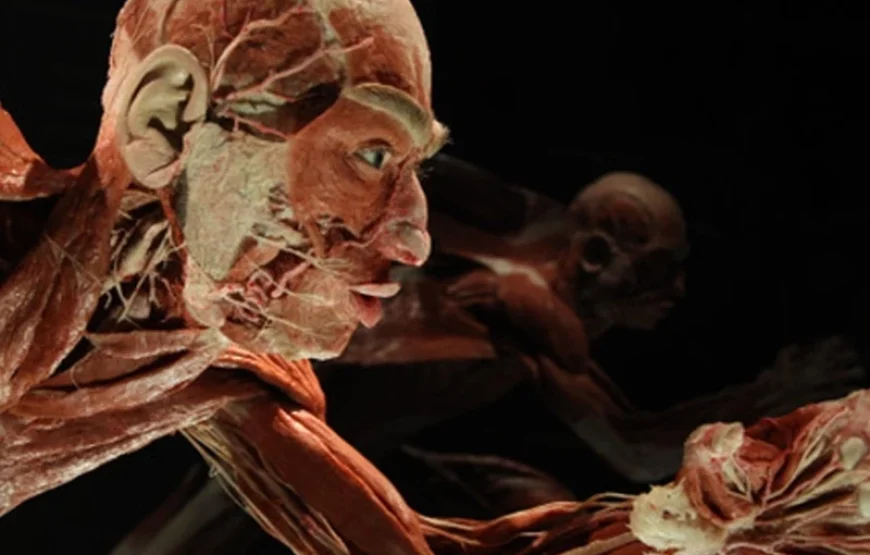 KÖRPERWELTEN – BODY WORLDS Berlin