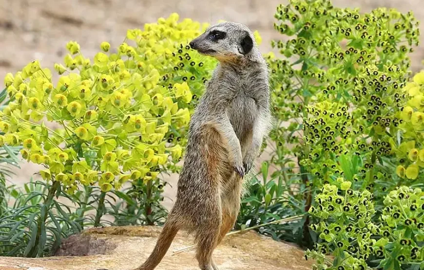 ARTIS Royal Zoo + Groote Museum