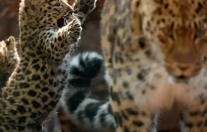 Copenhagen ZOO