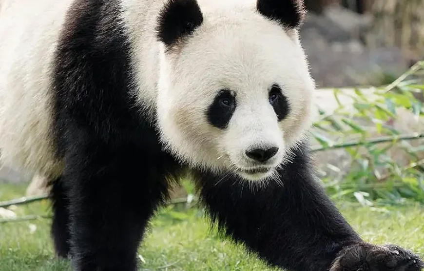 Copenhagen ZOO