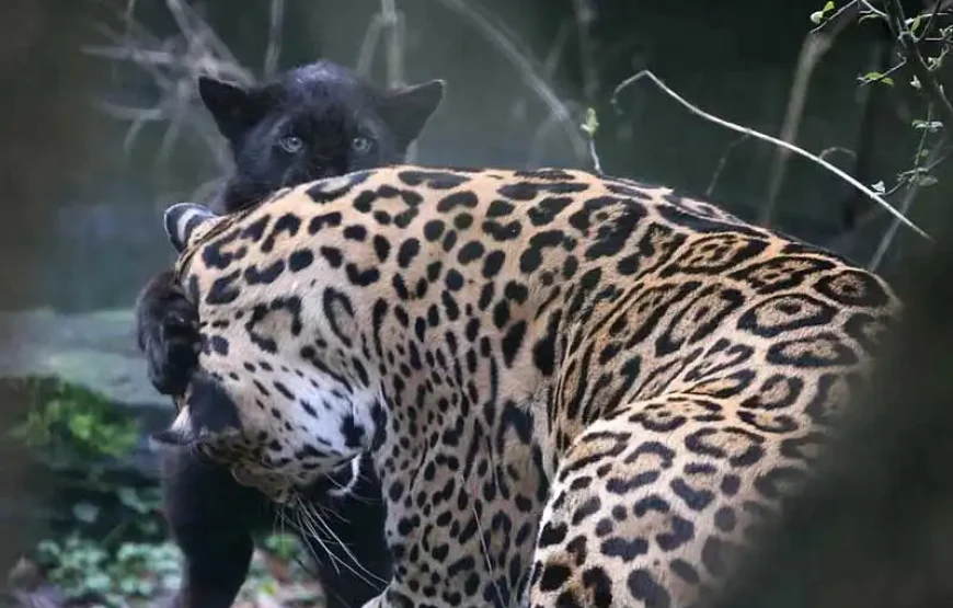 ARTIS Amsterdam Royal Zoo