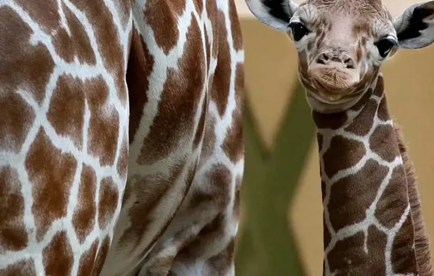 ARTIS Amsterdam Royal Zoo