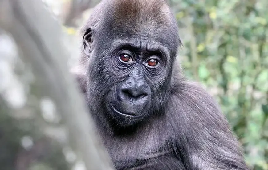 ARTIS Amsterdam Royal Zoo