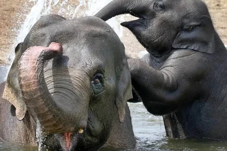 ARTIS Royal Zoo + Groote Museum