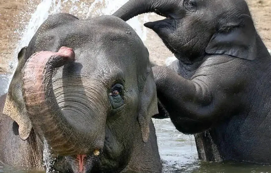 ARTIS Royal Zoo + Groote Museum