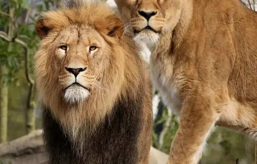 ARTIS Royal Zoo + Groote Museum