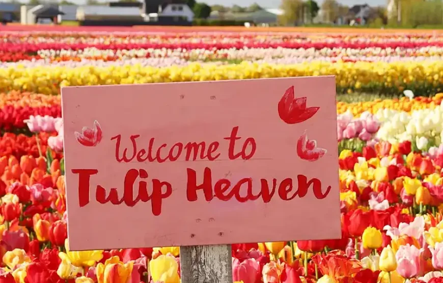 The Tulip Experience Amsterdam: ticket only