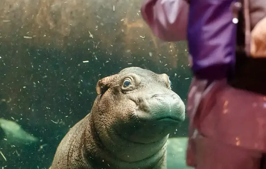 THE TUBE + Copenhagen ZOO