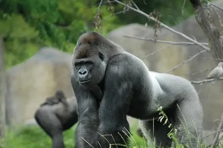 Rotterdam Zoo Diergaarde Blijdorp