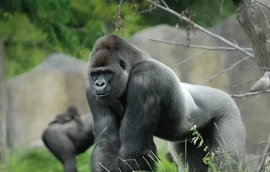 Rotterdam Zoo Diergaarde Blijdorp
