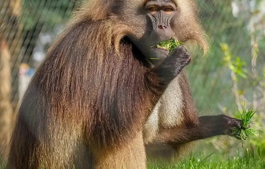 Rotterdam Zoo Diergaarde Blijdorp