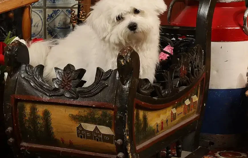 Picture in Volendam attire 1 person