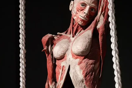 Body Worlds Evening