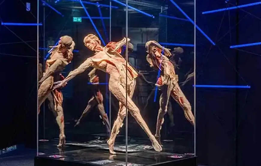 KÖRPERWELTEN – BODY WORLDS Berlin Bodyworlds Weekday