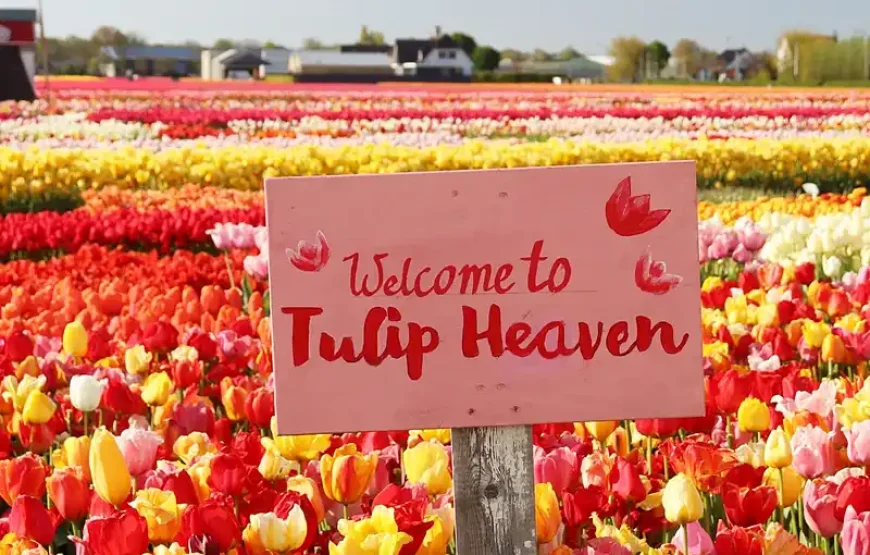 From Amsterdam: Keukenhof Gardens & Tulip Experience Tour