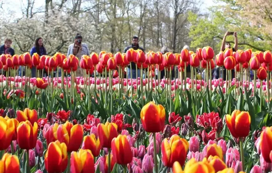 From Amsterdam: Keukenhof Gardens & Tulip Experience Tour