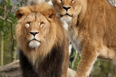 ARTIS Amsterdam Royal Zoo